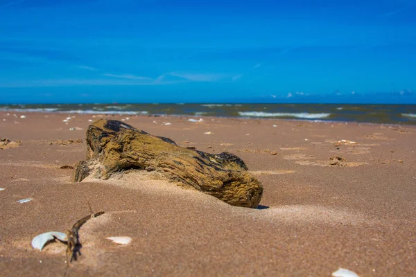 Umýt Driftwood — Stock fotografie