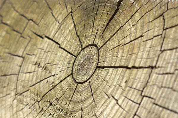 Тріснута середня секція деревини — стокове фото