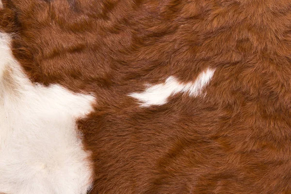 pattern of a cow