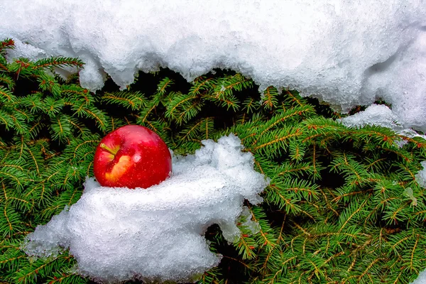 Снег, сосна и яблоко — стоковое фото