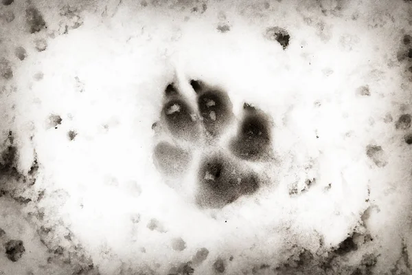Eine Tierspur im Schnee — Stockfoto