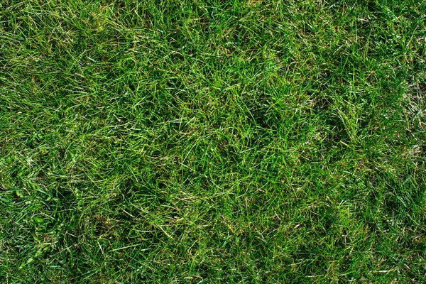 Green grass top view, texture. — Stock Photo, Image