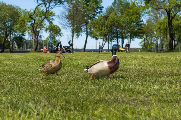 Patos caminando en Lucavsala parque público de la ciudad en Riga, Letonia — Foto de Stock