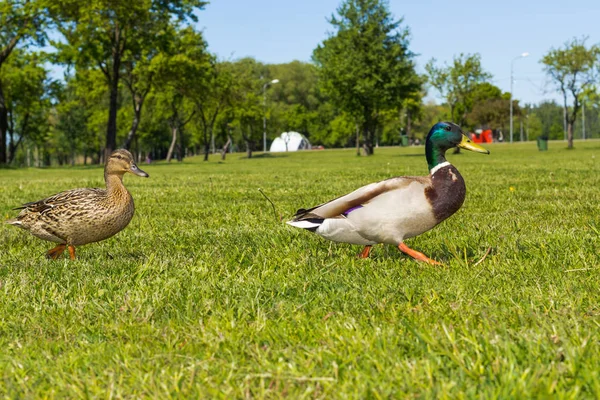 Patos caminando en Lucavsala parque público de la ciudad en Riga, Letonia — Foto de Stock