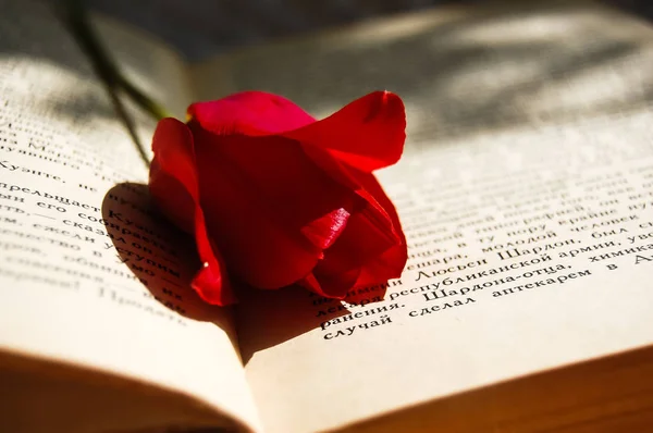 Açık bir kitap içinde bir kırmızı lale