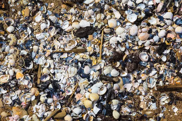 Alot van gebroken schelpen gewassen uit de Oostzee shor — Stockfoto
