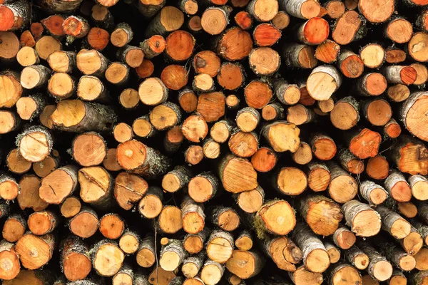 Padlé kmeny stromů v lese připraveno k přepravě. Royalty Free Stock Obrázky