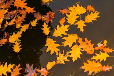 Su ve bir çam ormanı yansıması sarı yapraklar