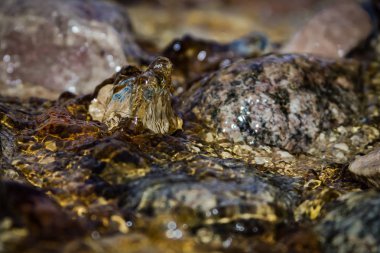 Taşların üzerinde yüzen su creek kapatın