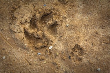 küçük ve büyük köpekler ayak parmak izi ıslak kum