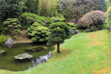 ağaçlar ve Çin bahçesinde küçük su birikintisi