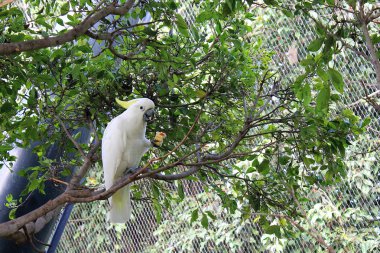 Beyaz papağan Mısır yiyor