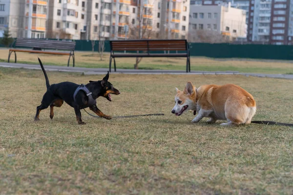 Um cachorro Dachshund joga uma luta Corgi na rua — Fotografia de Stock