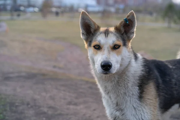 Perro abandonado mira en la marca de distancia en la oreja —  Fotos de Stock