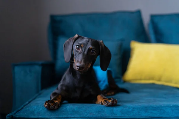 Dachshund köpek yavrusu gibi görünüyor. Sahibini beklemek üzücü. 