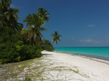 Tropikal çalılar okyanusun kıyıya uygun