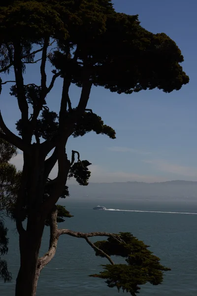 Árbol observacional en la ladera de las colinas de San Francisco — Foto de Stock