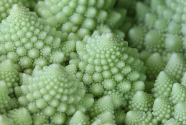 Fraktal şekilleri ve Fibonacci sekanslarıyla Romanesco brokolisi ya da Roma karnabaharı. Yakın plan..
