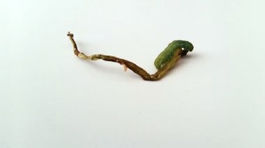 Beyaz arka plan üzerinde sebze bir parça üzerinde yürüyen Caterpillar