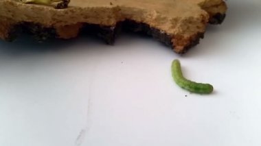 Yeşil tırtıl Ağaç kabuğundan tırmanıyor ve yakınındaki yürür