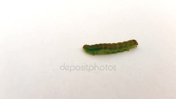 Una oruga verde caminando sobre un suelo blanco brota de lado — Vídeos de Stock