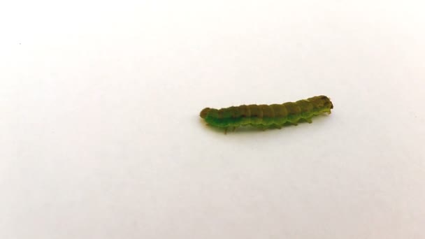 Een groene rups lopen op een witte grond schieten van kant — Stockvideo