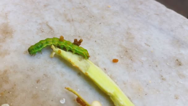Lagarta andando sobre uma peça vegetal em um mármore — Vídeo de Stock