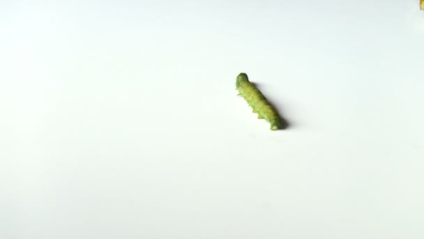 Una oruga verde caminando sobre un suelo blanco brota de la vista alta — Vídeo de stock