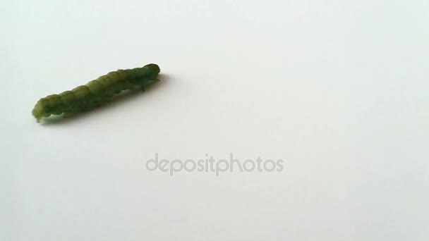Una oruga verde caminando sobre un suelo blanco brota de la vista alta — Vídeos de Stock