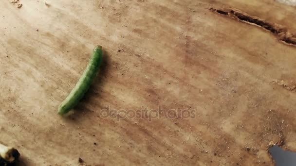 Une chenille verte marchant sur un sol en bois — Video