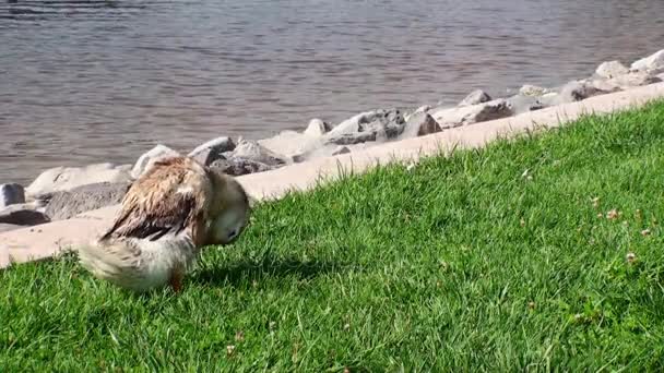 Gans reiniging zelf op het gras in de buurt van een vijver op een zonnige dag — Stockvideo