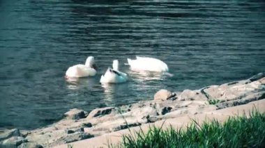 Beyaz ördek yüzme ve yemek bir havuzda arıyorsunuz