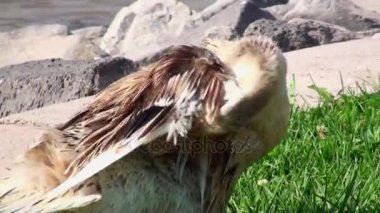 Güneşli bir günde bir su birikintisi yakın çim kendisi temizlik kaz