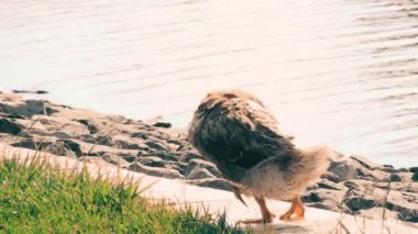 Güneşli bir günde bir su birikintisi yakın çim kendisi temizlik kaz