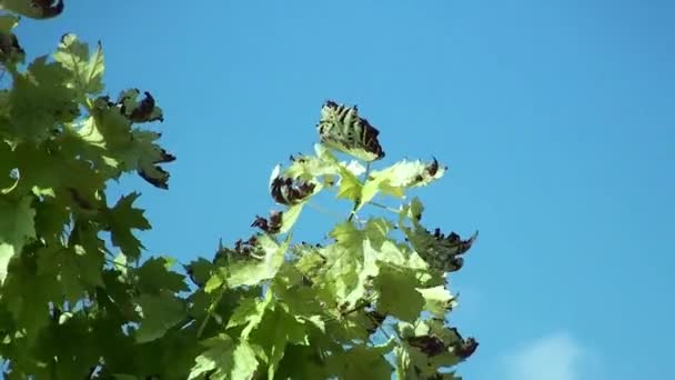 Plataan verlaat zwaaiend in de wind op een zomerdag — Stockvideo