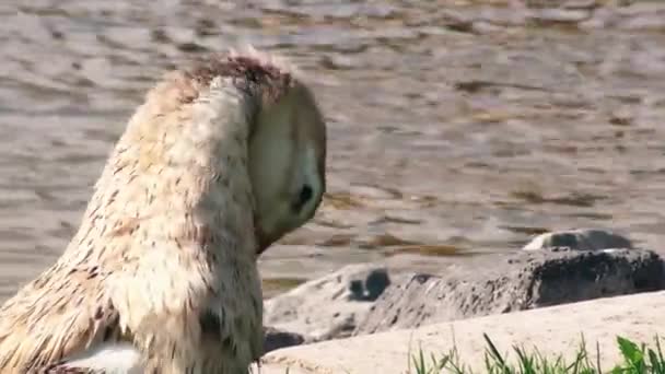 Angsa membersihkan dirinya di rumput dekat kolam pada hari yang cerah — Stok Video