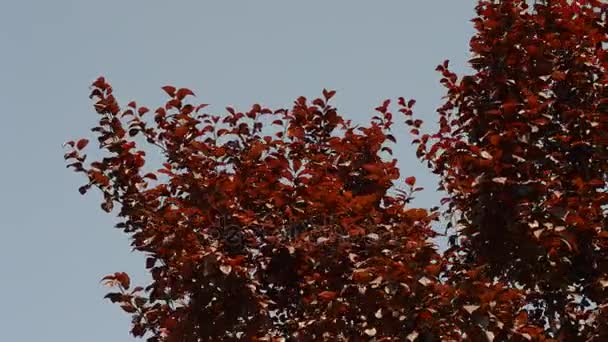 Folhas vermelhas balançando no vento sobre — Vídeo de Stock
