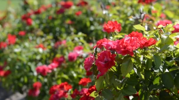 Young woman smelling red flowers — Stock Video