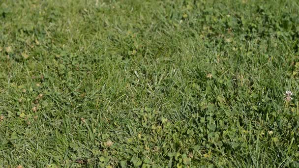 Frau läuft auf dem Gras — Stockvideo