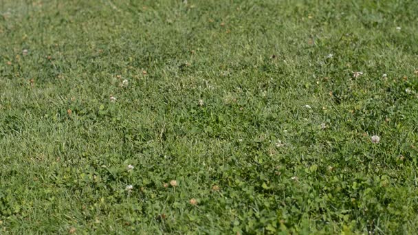 女人在草地上散步 — 图库视频影像