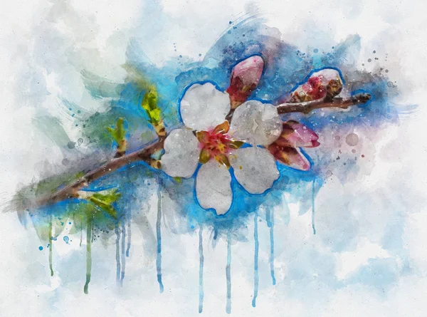 Akwarela ilustracja wiśniowego kwiatu sakura w skoku ove — Zdjęcie stockowe