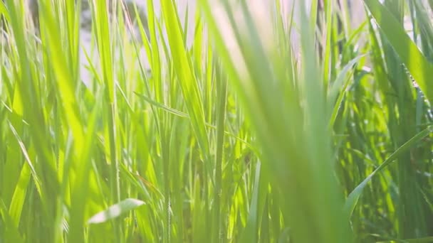 La lumière du soleil coule à travers l'herbe — Video