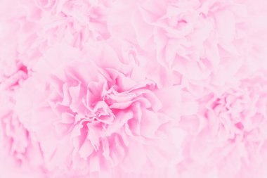 Yumuşak odaklı hassas pembe pastel karanfil çiçeği