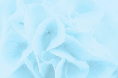 Hafif açık mavi çiçekli arka plan. Hortensiya çiçeği