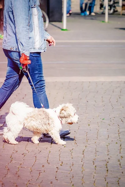 Kvinna med liten vit hund på promenad på en stadsgata. Kopiera utrymme — Stockfoto