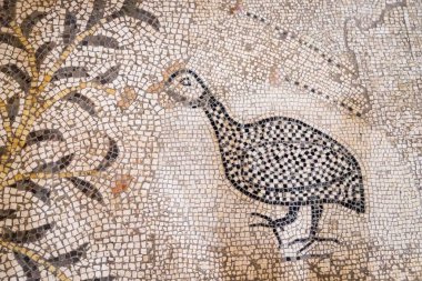 14 Eylül 2019. Tabgha, İsrail. Ekmek ve Balığın Çoğaltılması Kilisesi. Zemin mozaiği, ayrıntılar