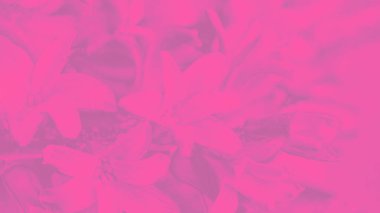 Sümbül desenli parlak pembe arkaplan, 16: 9 panoramik format