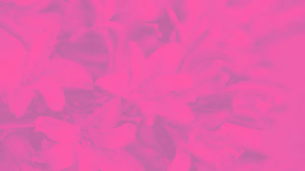 Fondo magenta rosa brillante con patrón de flores de jacinto, formato panorámico 16: 9 —  Fotos de Stock