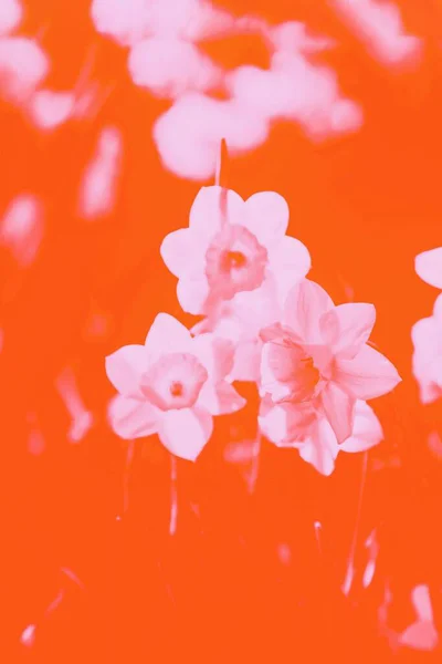 オレンジ色の緑豊かな溶岩色の抽象的な背景とともに花の水仙またはナルシシズムパターン — ストック写真