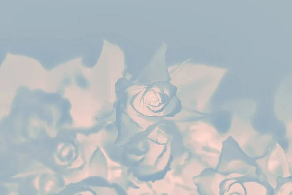 Pale gray gradient background, floral rose pattern